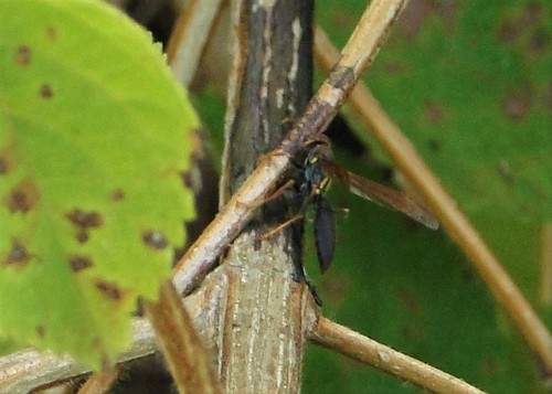 Polistes ridleyi