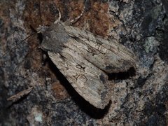 Lithophane disposita
