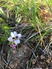 Viola cuneata