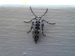 Erannis tiliaria