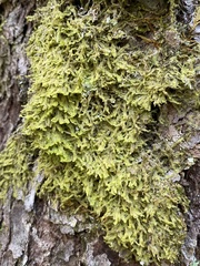 Metzgeria crassipilis