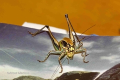 Eupholidoptera smyrnensis