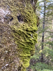 Metzgeria crassipilis