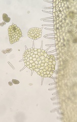 Metzgeria crassipilis