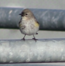 Setophaga coronata