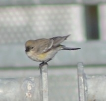 Setophaga coronata