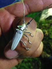 Deliathis imperatrix