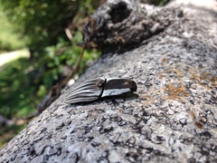 Deliathis imperatrix