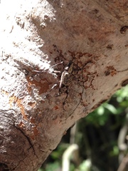 Deliathis imperatrix