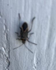 Boisea rubrolineata