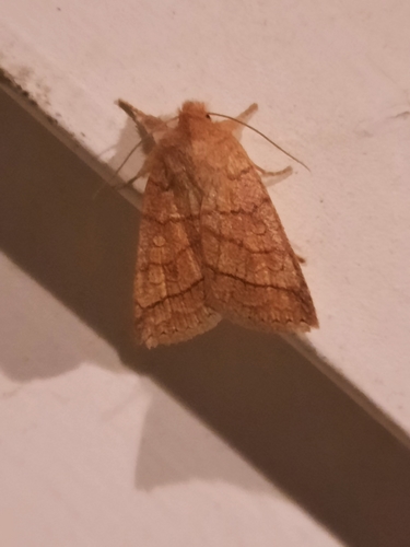 Mustard Sallow photo 4