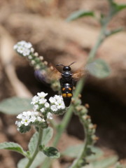 Megascolia maculata flavifrons