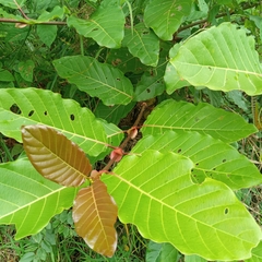 Ficus sur
