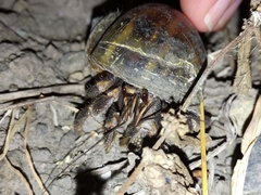 Coenobita cavipes