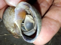 Coenobita cavipes