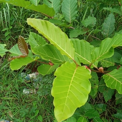 Ficus sur