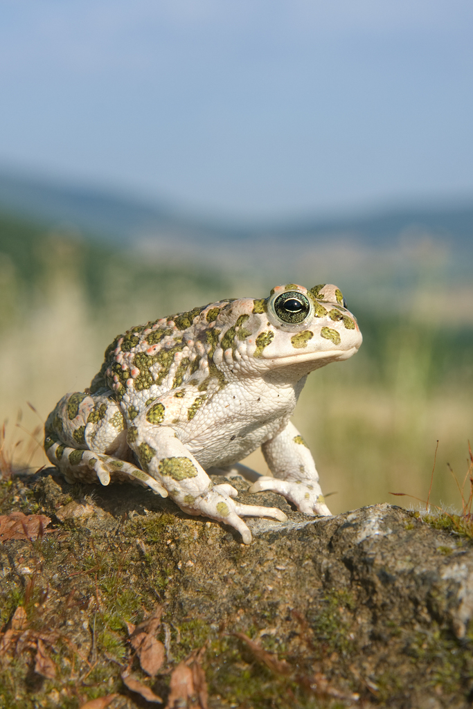 Eurasian Green Toads