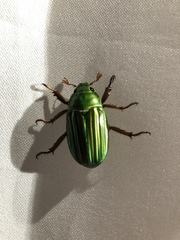 Chrysina adelaida