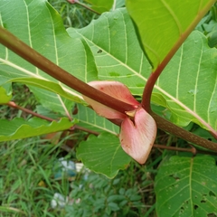 Ficus sur