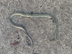 Masticophis schotti ruthveni