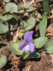 Viola walteri
