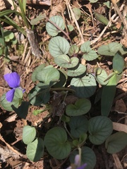 Viola walteri