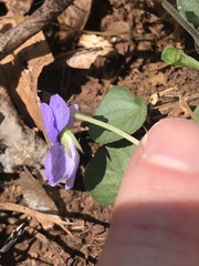 Viola walteri