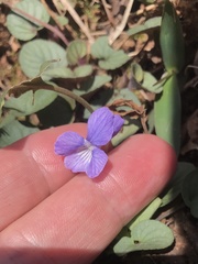 Viola walteri