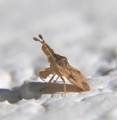 Lophoscutus