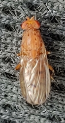 Suillia quinquepunctata