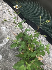 Bidens alba