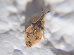 Lophoscutus