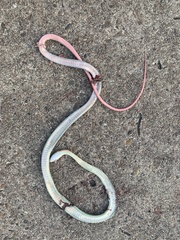 Masticophis schotti ruthveni
