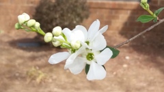Exochorda