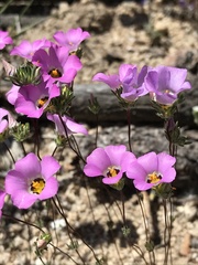 Linanthus bellus