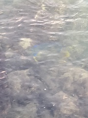Holacanthus bermudensis