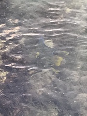 Holacanthus bermudensis