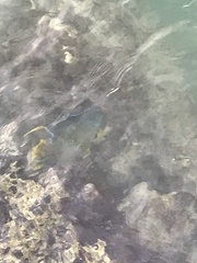 Holacanthus bermudensis