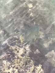 Holacanthus bermudensis