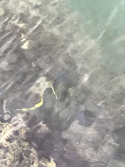Holacanthus bermudensis