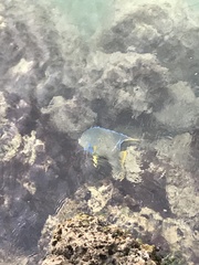 Holacanthus bermudensis