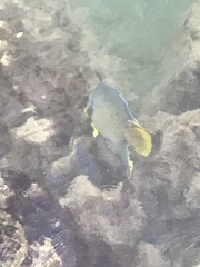 Holacanthus bermudensis