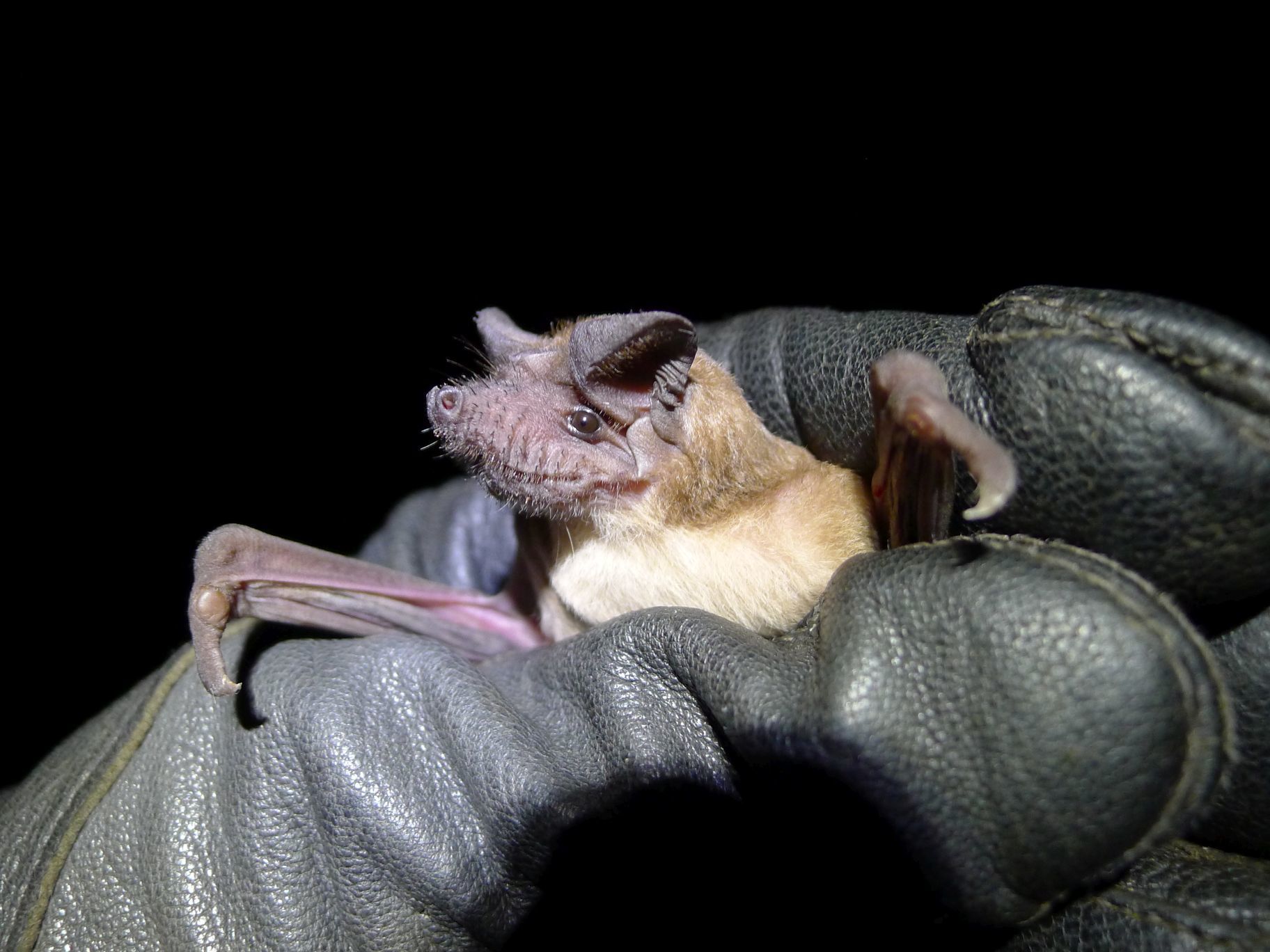 Mops condylurus (A.Smith, 1833)