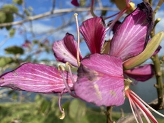 Bauhinia × blakeana