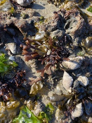 Ahnfeltiopsis linearis