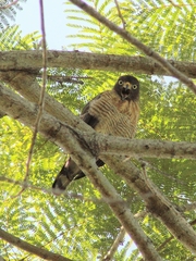 Rupornis magnirostris