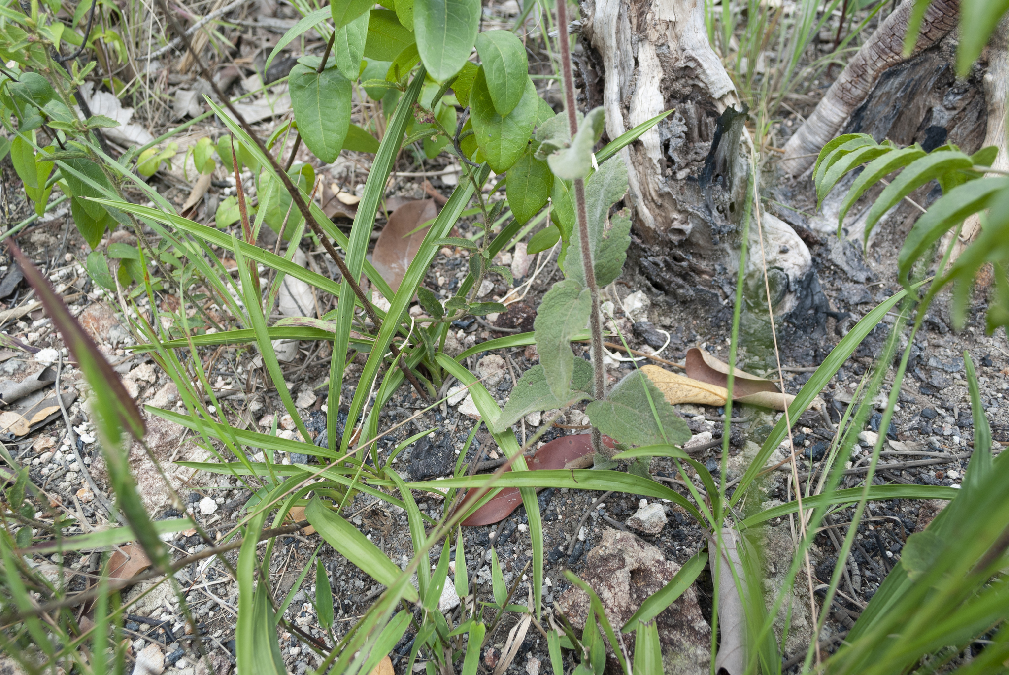 Cyrtopodium gonzalezii L.C.Menezes 2