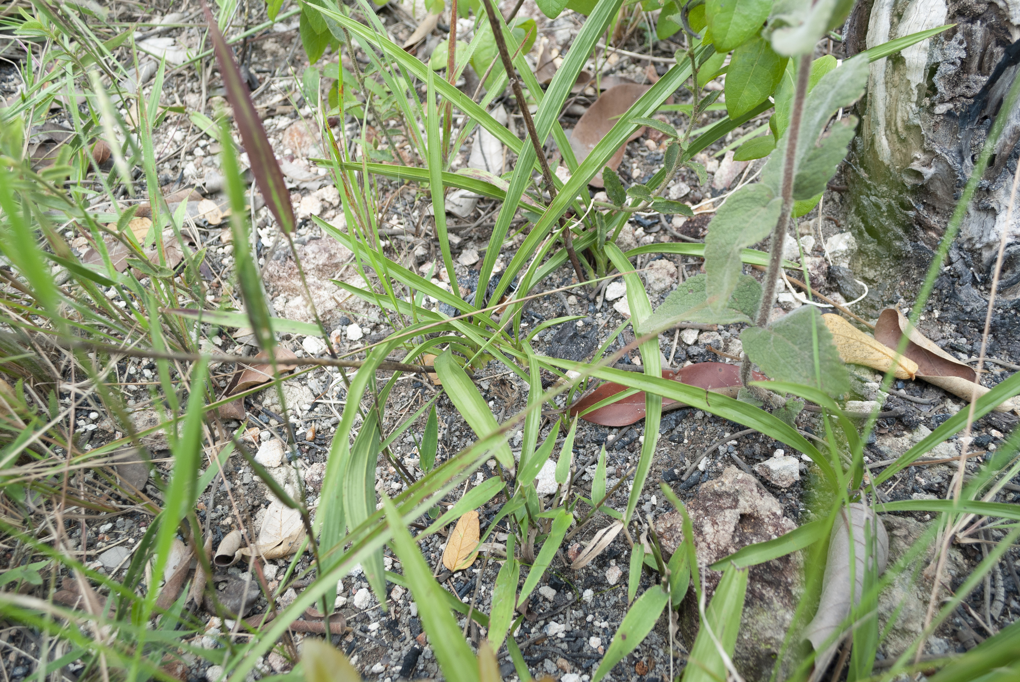 Cyrtopodium gonzalezii L.C.Menezes 3