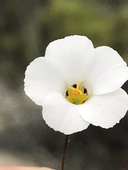 Linanthus bellus