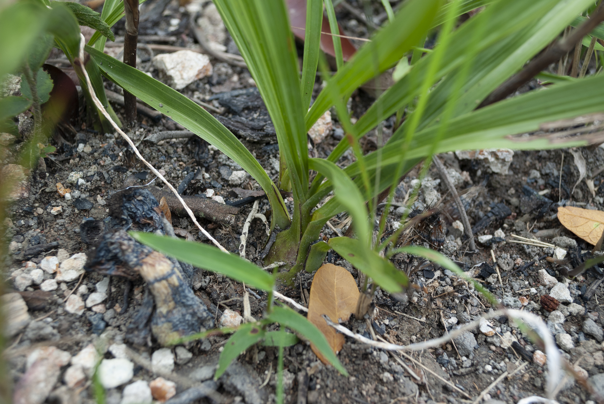 Cyrtopodium gonzalezii L.C.Menezes 4